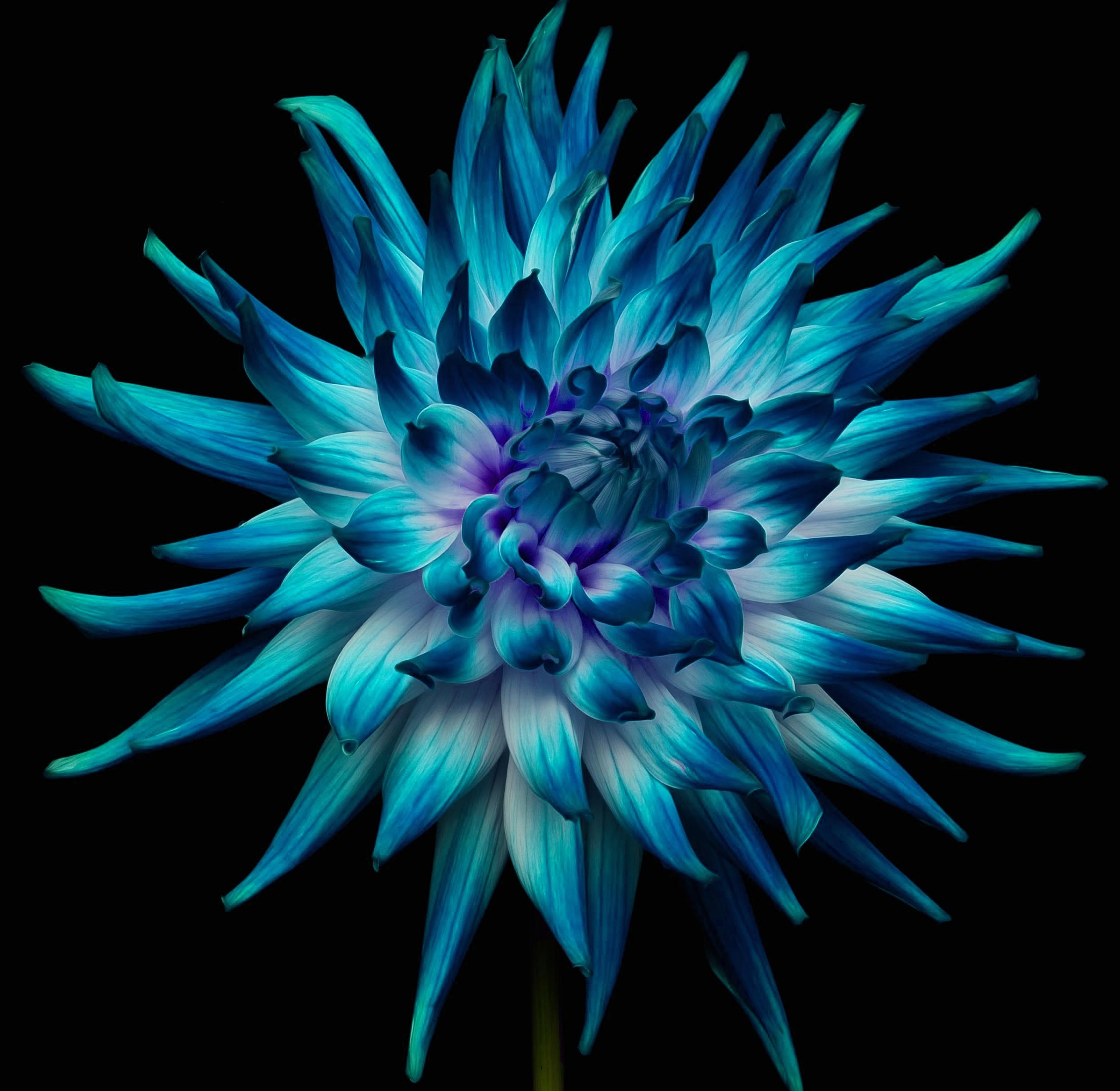 Fleur bleu