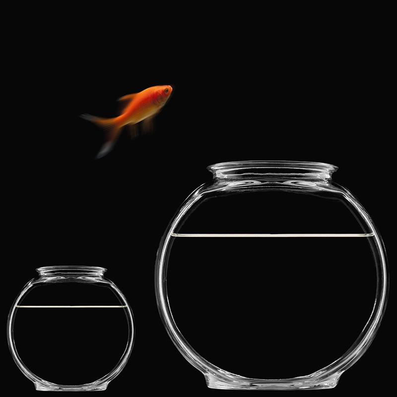 Goldfish jumping into larger fishbowl