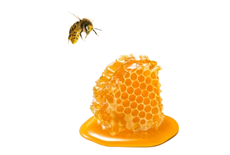 A single bee approaching a honeycomb