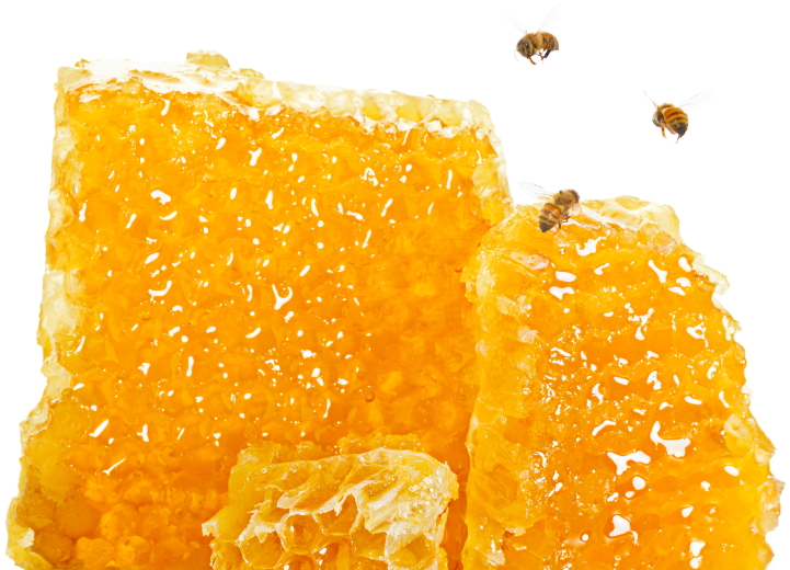 bees on honeycomb