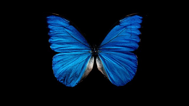 Blue butterfly black background