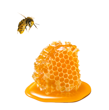 A honey bee hovering over a honeycomb.