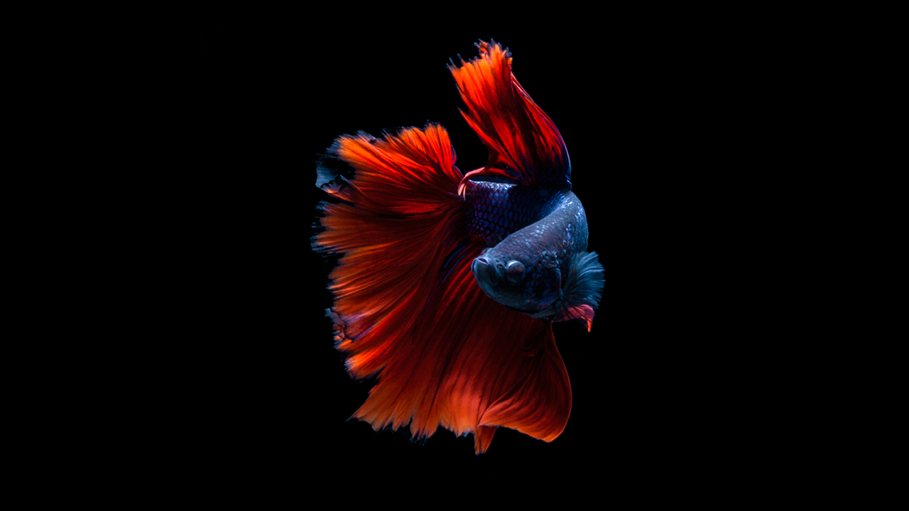 red blue betta fish black background