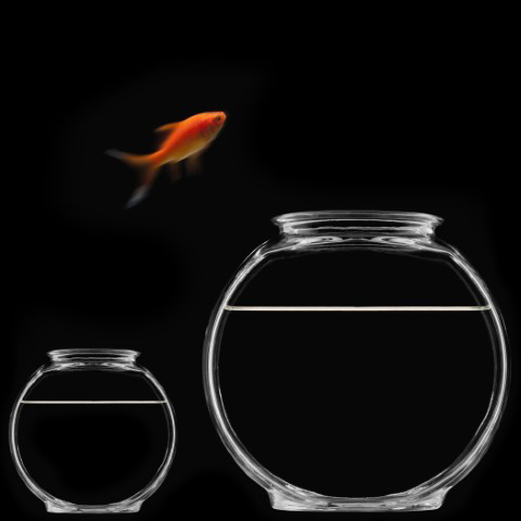 goldfish jump between bowls black background