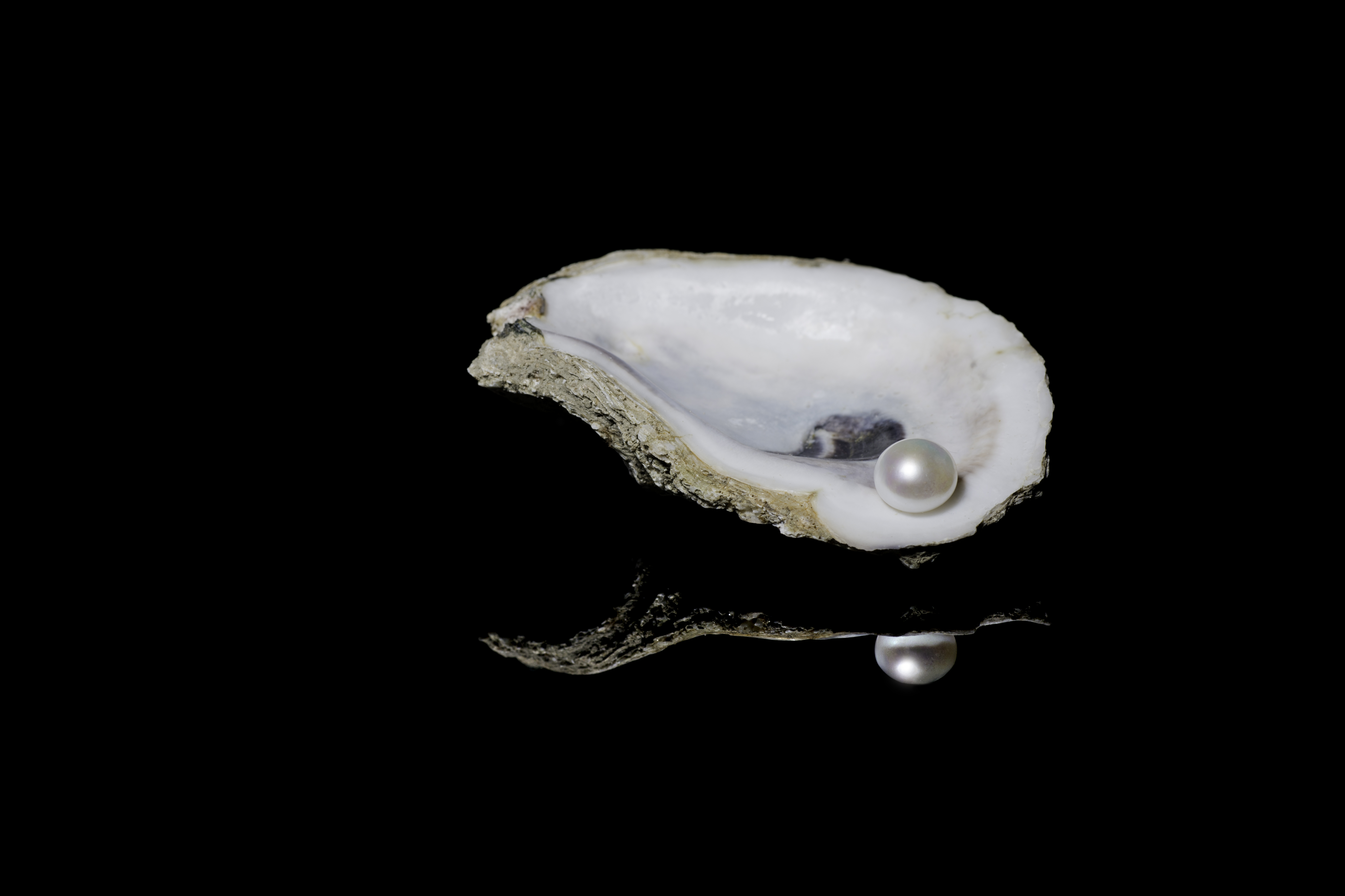 pearl oyster shell