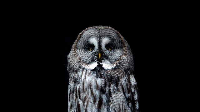 brown white owl black background