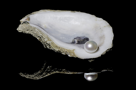 Oyster Shell With a Pearl