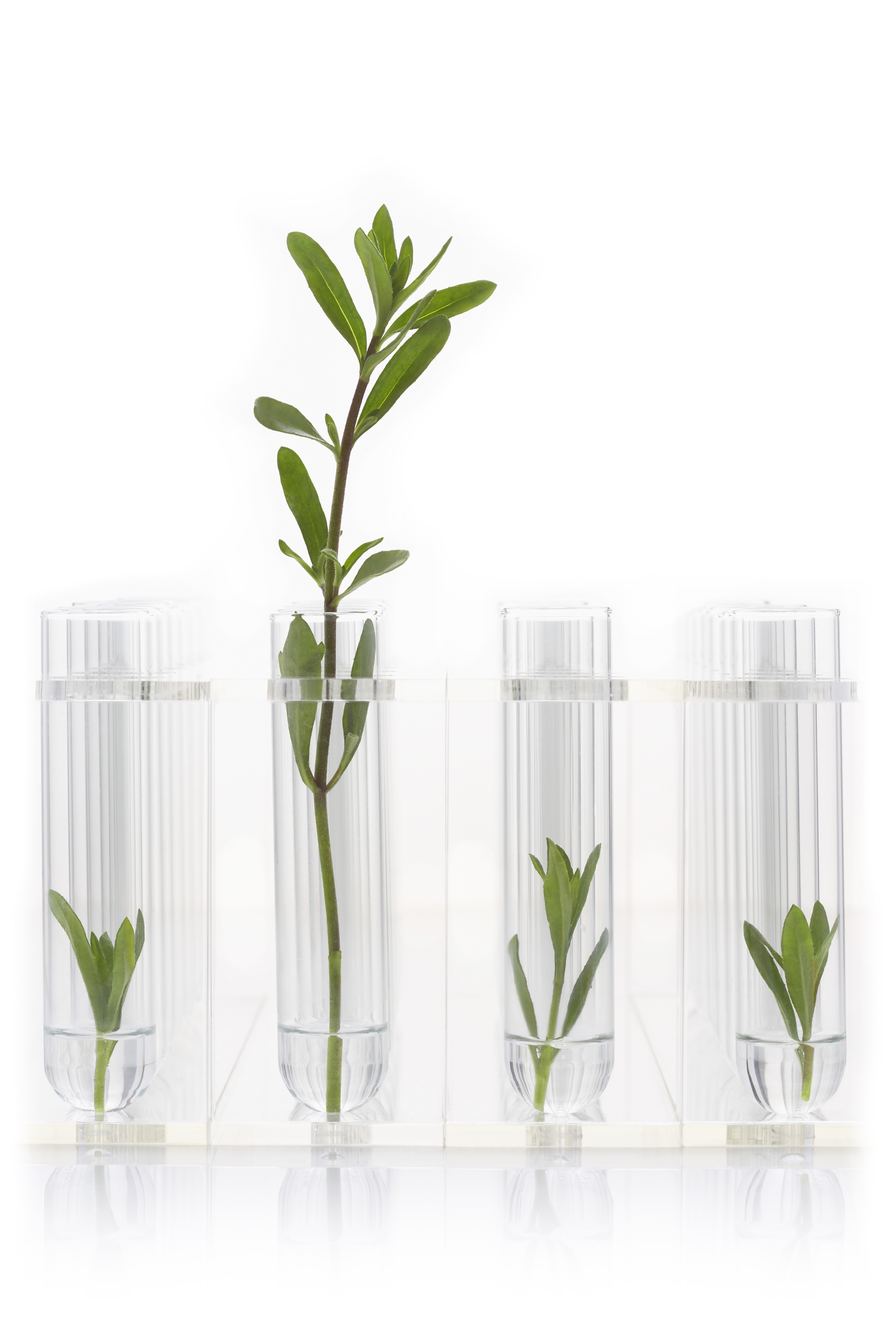 Plants in test tube white background
