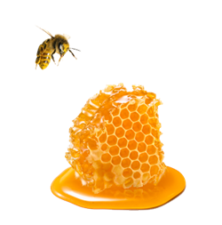 Bee and honeycomb