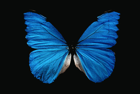 Single Blue Butterfly