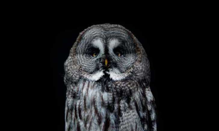 Owl on a black background