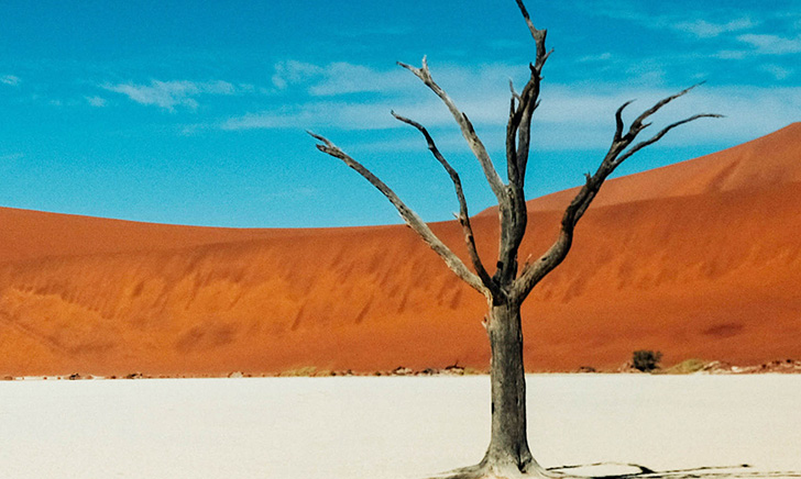 Barren tree in desert