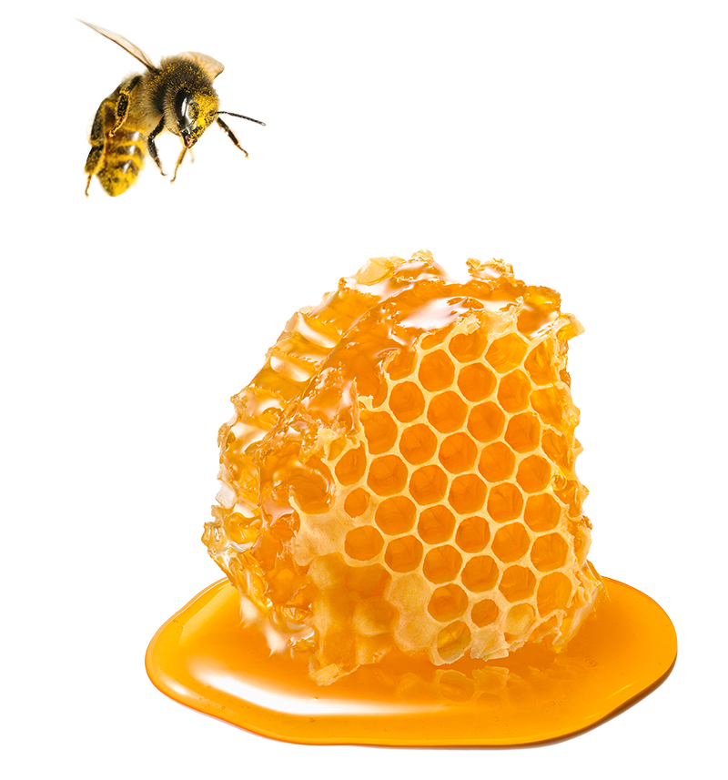 A bee hovering over a honeycomb