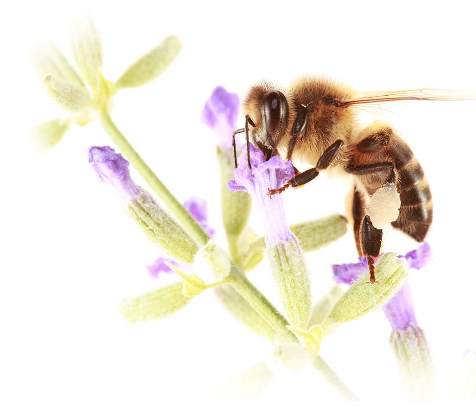 A bee on purple flowers