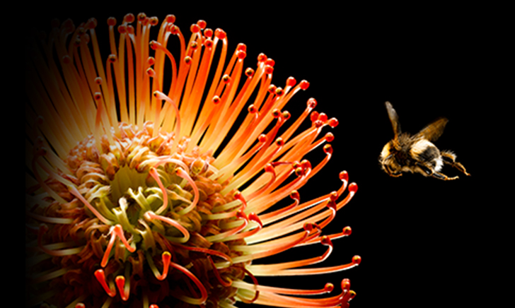 A bee mid-flight approaching a flower