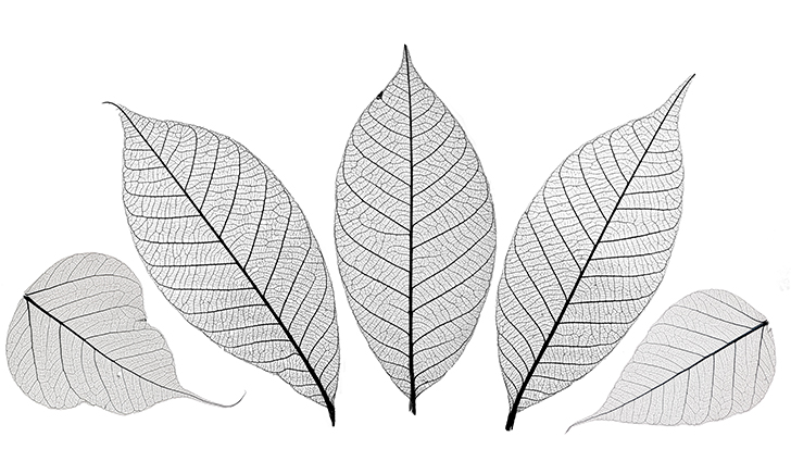 A fan of silver leaves