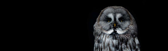 GMO Owl Image