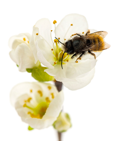 bee white