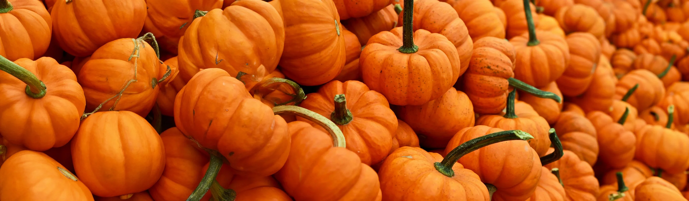 autumn_harvest