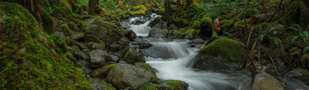 Mossy forest stream cascading over rocks