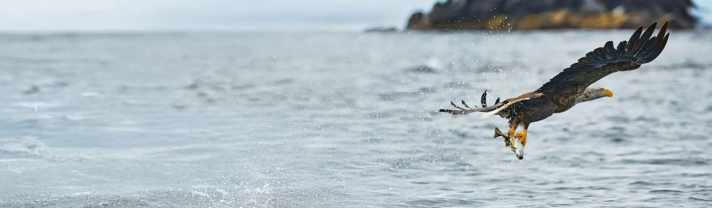 Eagle flying above the sea