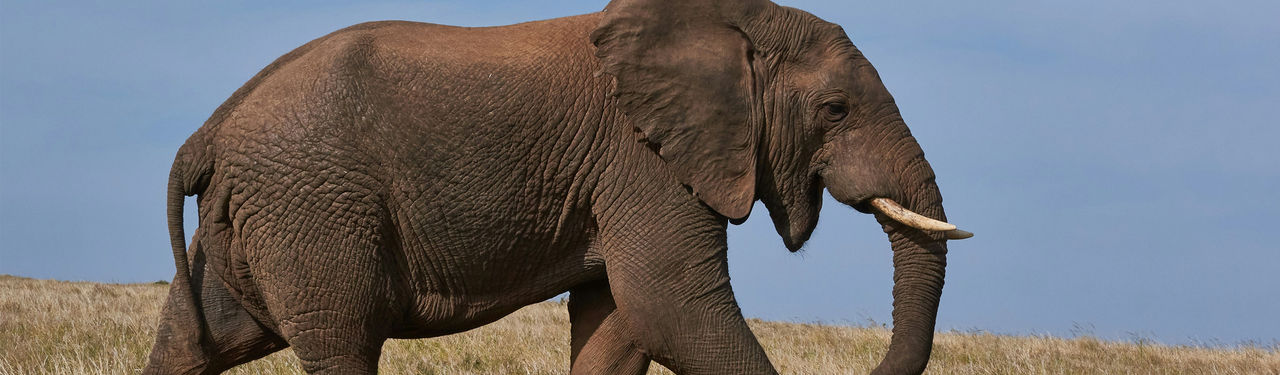 African elephant walking in grassy savanna