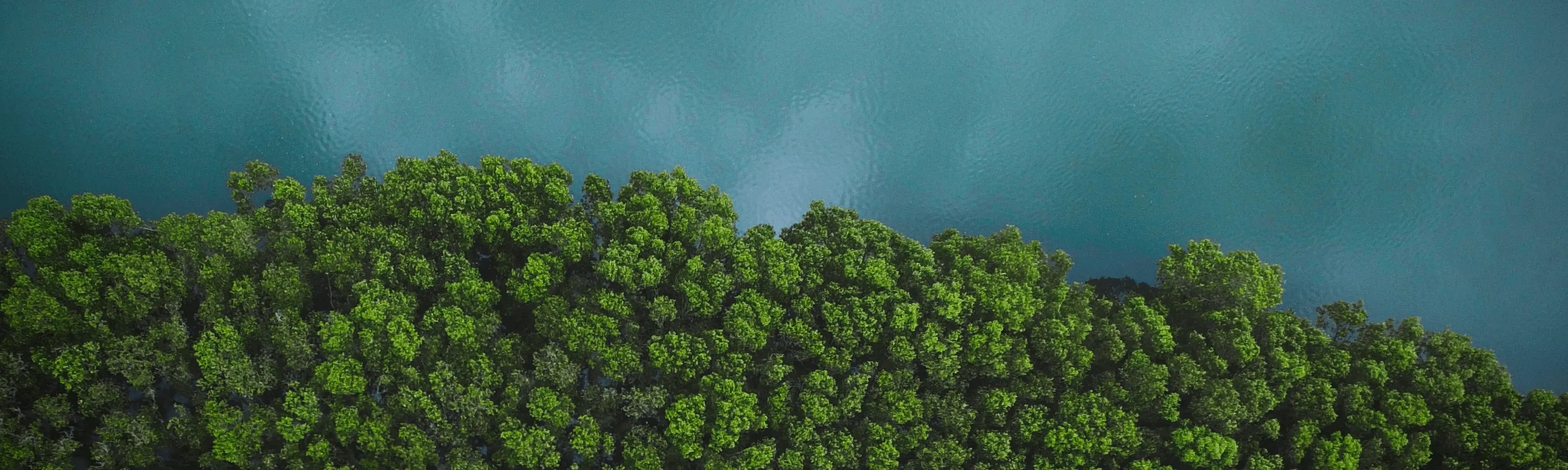 Aerial view of lush green forest and water