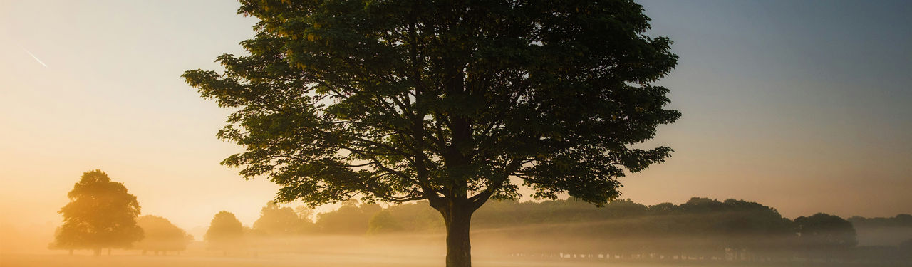 Serene sunrise with lone tree in mist