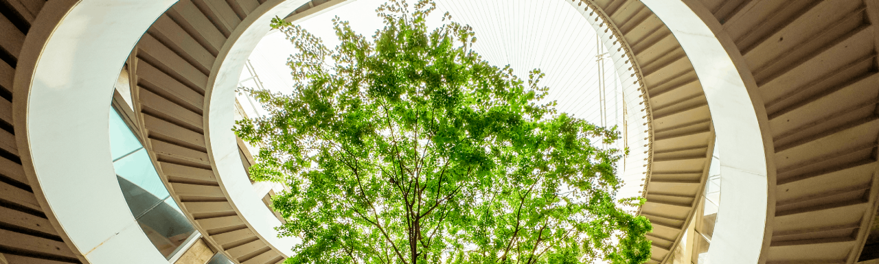 Green tree framed by modern circular architecture